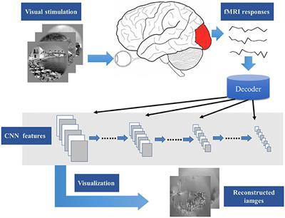 Constraint-Free Natural Image Reconstruction From fMRI Signals Based on Convolutional Neural Network